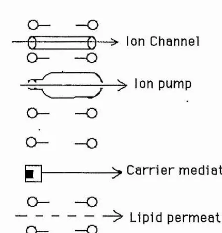 Figure 1.2: Proposed methods of trans-membrane heavy metal transport in microalgae.