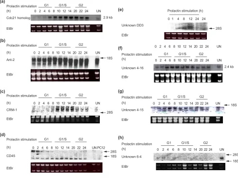 Figure 2Expression profiles of various known and unknown transcripts during Nb2 cell cycle progression