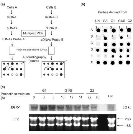 Figure 3Analysis of candidate gene expression. (a) General principles. Messenger RNAs from the different cell populations (cells A and B) arereverse transcribed