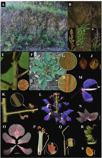 Figure 2. The first photographs of Uraria lacei Craib A habitat B habit C young panicle D mature panicle E stipules and magnified stem hairs F leaflets G upper surface of leaf H lower surface of leaf I abaxial surface of bract J adaxial surface of bract K 