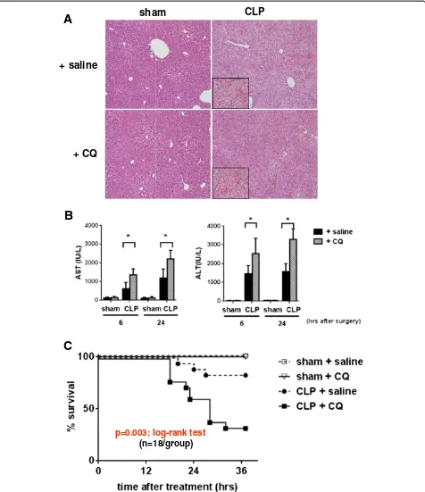 Figure 5 Inhibition of autophagy enhances cecal ligation and puncture (CLP)-induced liver injury