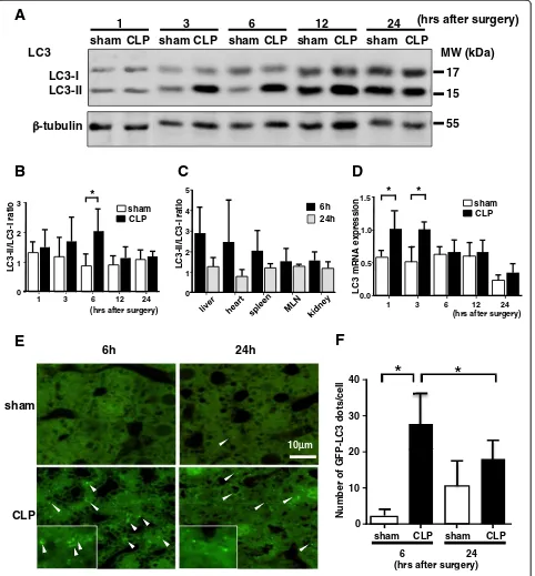 Figure 1 Cecal ligation and puncture (CLP) induces autophagy in the liver of CLP model mice