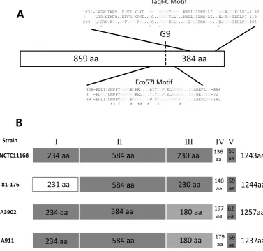 Figure 1. Alignments and sequence conservation of Cj0031 homologues. (sequence of Cj0031 (top sequence) are shown in comparison to M.TaqI (2IBS A; GI:155126; bottom sequence) and the consensus sequences of theA) The positions and sequences of the conserved