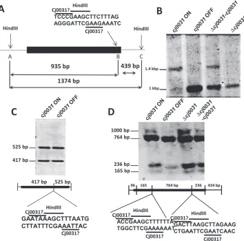Table 1. Methylation motifs identified within the genomes of a C. jejuni NCTC11168 cj0031 ON phase-variant and a �cj0031 mutant