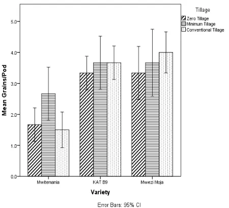 Figure 3.1  Effects of tillage and varieties on number of grains per pod 