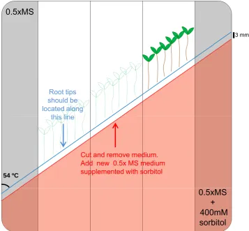 Figure 1. Schematic representation of the split agar plate used for the analysis of theroot hydrotropic response