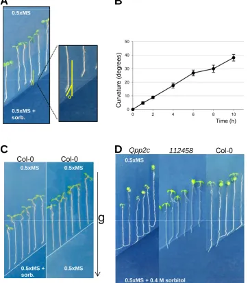 Figure 2 Root hydrotropic response of 6 day old Arabidopsis seedlings in plates whereRoot hydrotropic response of the ABA-hypersensitive mutant impaired in four clade APP2Cs (seedlings