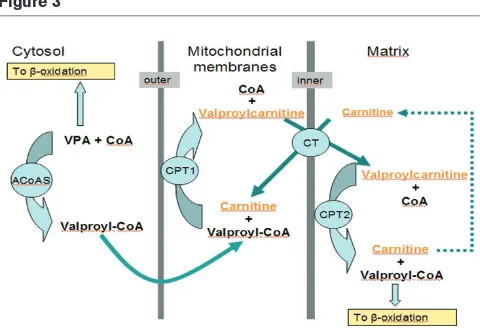 Figure 3metabolism of fatty acids and energy by regulating themitochondrial ratio of free CoA to acyl-CoA.