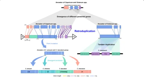 Fig. 4 Emergence and evolution ofand potato are depicted. The gene names in the L and R3a genes in the pepper and potato genomes