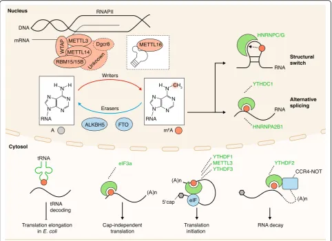 Fig. 1 The mnuclear ribonucleoprotein C;1,it.6A machinery. The writers, readers, erasers, and cellular components of eukaryotes that interact with m6A and the RNA that contains A adenosine, ALKBH5 AlkB homologue 5, eIF3 eukaryotic initiation factor 3, FTO fat-mass and obesity-associated protein, HNRNPC heterogeneous m6A N6-methyladenosine, METTL3 methyltransferase-like 3, RNAPII RNA polymerase II, YTHDC1 YTH domain containing YTHDF1 YTH domain family 1