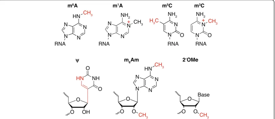 Fig. 2 Chemical modifications of RNA in eukaryotes. Chemical structures characterized as modifications of eukaryotic RNA