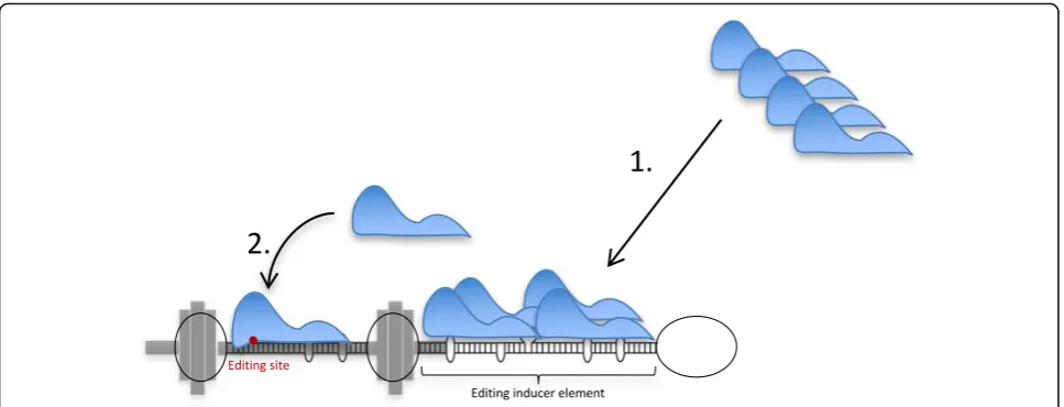 Fig. 7 A model for efficient site selective A-to-I editing using an editing inducer element (EIE)
