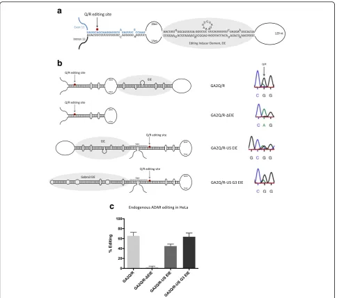 Fig. 1 Structural requirements for efficient editing at the Q/R site of the GluA2 transcript