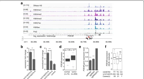 Fig. 5 rs12142375 confers acute lymphoblastic leukemia risk mechanistically through modulating PDE4B gene expression