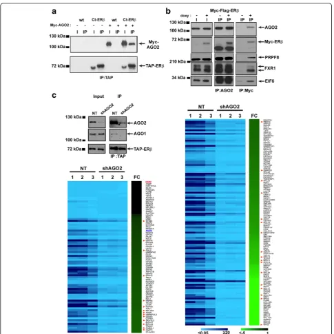 Fig. 4 Validation of ERcontent are reported. ESR2 (bait) and AGO2 are highlighted inmeasured in three biological replicates.AGO1 co-immunoprecipitation with ERand EIF6 from nuclear extracts of a Tet-inducible MCF-7 cell clone expressing Myc-Flag-ERvalue no