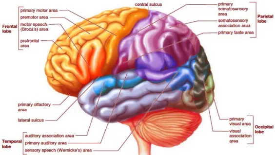 Figure 2.1: The cortical area function-demarcated model of the human brain. The labels indicate the function of the corresponding area