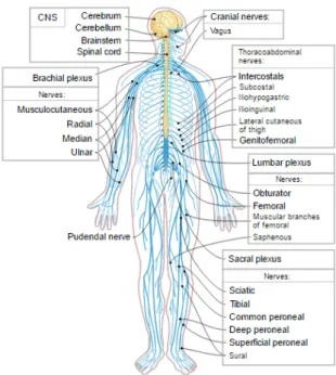 Figure 2.6: Schematic depicting long-range information processing in the nervous system