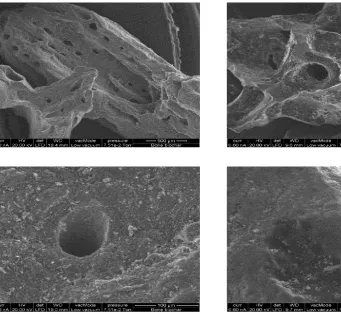 Figure 1: Scanning electron micrographs of bone biochar.  