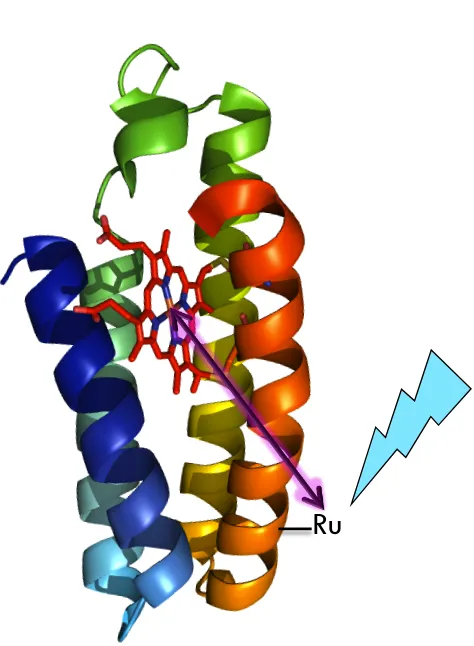 Figure 1.2: We measure ruthenium-heme electron tunneling rates in cytochromecb562 following photoexcitation of [Ru(bpy)2(IA-phen)]2+ complexes that have beencovalently attached at various positions in the protein.