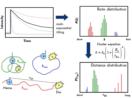 Figure 1.3:Time-resolved ﬂuorescence energy transfer:analysis and results for a solution containing compact, intermediate, and extendedprotein conformations