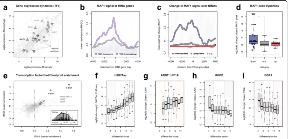 Fig. 5 Differential transcription of tRNA genes coincides with enhanced MAF1 occupancy and dynamic TF binding.(represents strong differential accessibility score (gdynamic HINFP footprint accessibility with the change in integrated tDNA expression at the n
