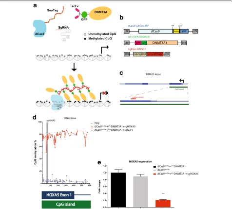 Fig. 1 dCas9-SunTag-DNMT3A methylates theCas9 (guide RNAs, multiple copies ofDNMT3A. The dCas9 HOXA5 promoter and suppresses gene expression