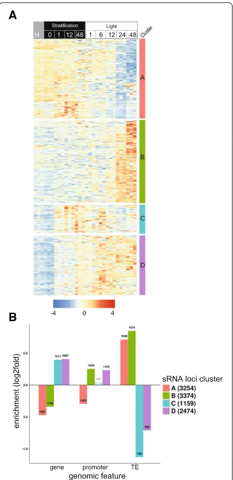 Fig. 7 Differential expression of sRNAs during seed germination.a Heatmap of sRNA abundances for loci with differential sRNAaccumulation (p adj < 0.01) during the time course