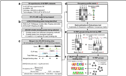 Fig. 2 Integrative analytical pipeline for defining high-confidence RNA sequences/motifs bound by RBP groups.PAR-CLIP and HITS-CLIP) datasets of 48 human RBPs from HEK293/HEK293T cell lines were collected