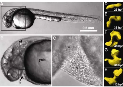 Figure 2.1. Embryonic zebrafish and heart development. (A,B) The small size and optical clarity of the embryonic zebrafish are evident through brightfield al