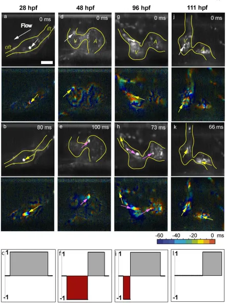 Figure 5.2. Oscillatory flow across the developing valve. Dynamic slice sequences of the developing Tg(gata1:GFP) heart