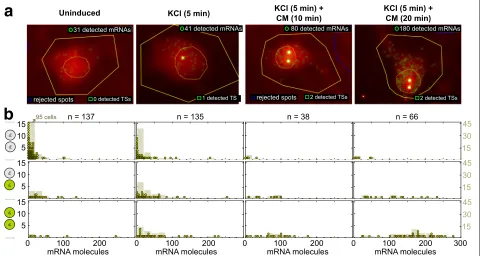 Fig. 1 Single-molecule fluorescence in situ hybridization data of Npas4 mRNA in primary neurons after membrane depolarization