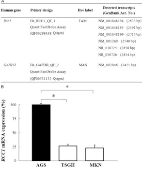 Figure 1. Validation of RCC1 mRNA expression in gastric cancer cell lines by quantitative reverse transcription PCR (qRT-PCR)