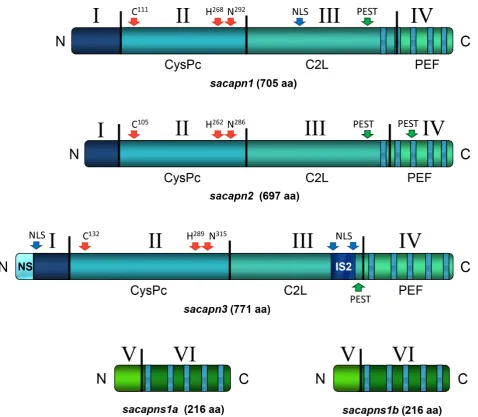 Figure 1. Schematic representation of the gilthead sea bream Calpain peptides’ structural architecture