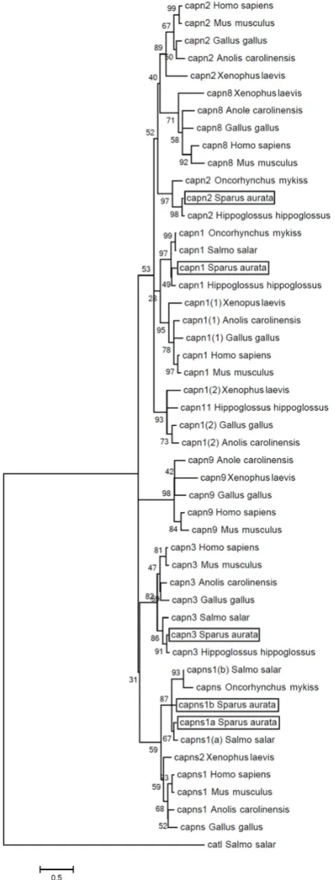 Figure 2. Molecular phylogenetic analysis of the gilthead seabream Calpain amino acid sequences.of gilthead sea bream ( A rooted phylogenetic treeSparus aurata), Anole lizard (Anolis carolinensis),
