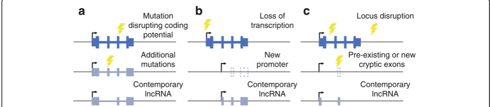 Fig. 7 Possible modes of lncRNA emergence following coding potential loss.would lead to loss of mRNA production, and emergence of a new promoter, de novo or from a transposable element insertion, can yield a new genethat may re-use some of the remaining ex