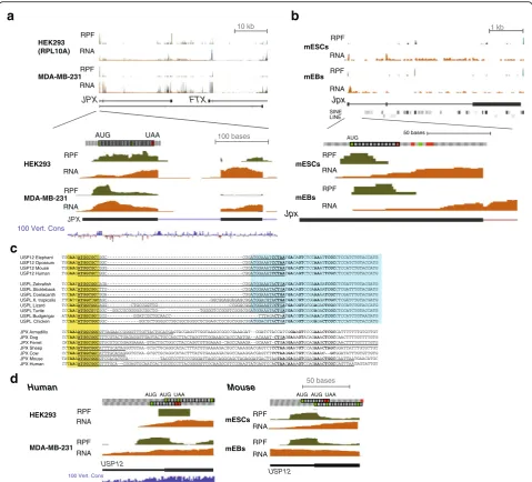 Fig. 5 A conserved translated ORF at the 5fragment (and MDA-MB-231 [29]. The codons in the ORF are color-coded above the tracks as in the UCSC genome browser: a green square indicates an AUG codonand a red box indicates a stop codon.Sequences were obtained