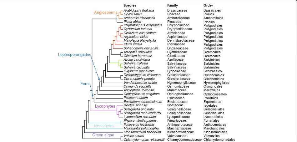 Fig. 1 Phylogeny of green plants showing the species included in this study. Phylogeny was adopted from the new classification of extantlycophytes and ferns as described in [21]