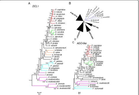 Fig. 2 Phylogenetic trees of vital genes involved in small RNA pathways in land plants