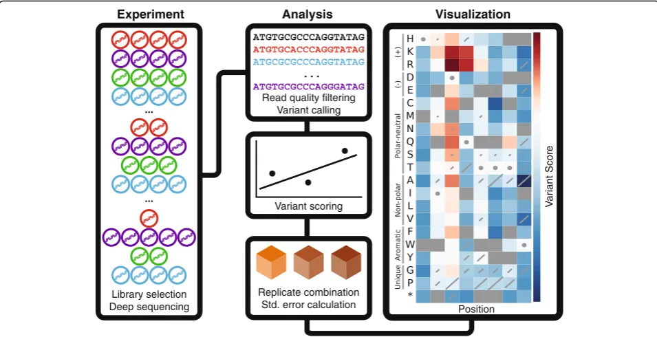 Fig. 1 Deep mutational scanning and Enrich2. In a deep mutational scan, a library of protein variants is subjected to selection, which perturbs thefunction map of eight positions of the hYAP65 WW domain is shown (Enrich2 processes the high-throughput seque