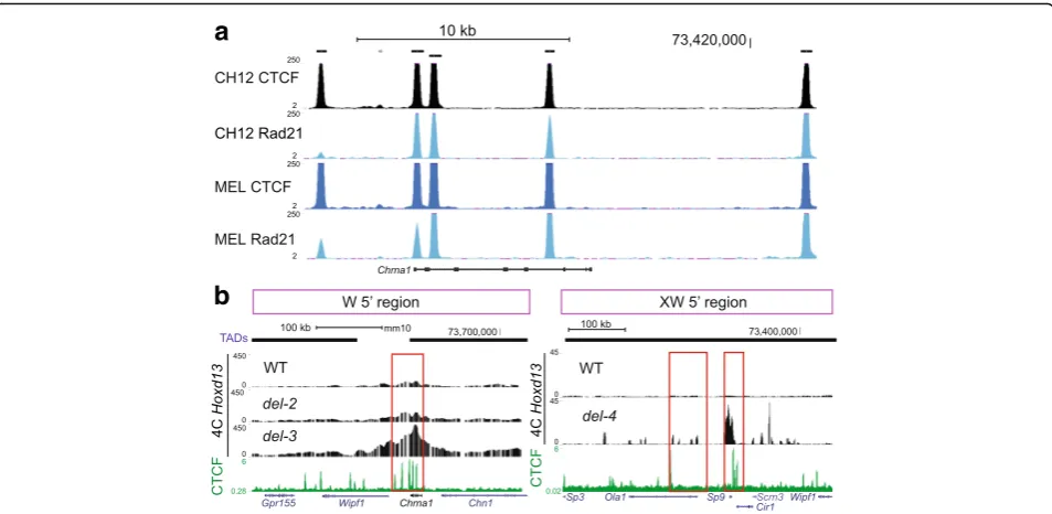 Fig. 6 De novo TAD boundaries are CTCF-rich regions. The tracks corresponding to the CTCF and cohesion Chip-seq data were extracted eitheremphasized are the DNA segments where contacts drastically decrease, as observed in Fig