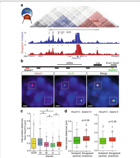 Fig. 1 Interactions at the HoxD locus as seen by 3D DNA FISH and 4C-seq. a 4C interaction profiles (normalized signals) of Hoxd13 in wild-typeautopod (AP, blue) and zeugopod (ZP, red) cells, isolated from E12.5 embryonic mouse forelimb