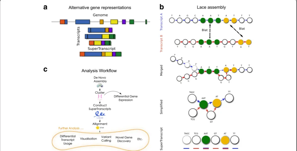 Fig. 1 a A gene in the genome (top) and its corresponding transcripts (middle) compared to the superTranscript for the same gene (bottom).Colours indicate superTranscript blocks