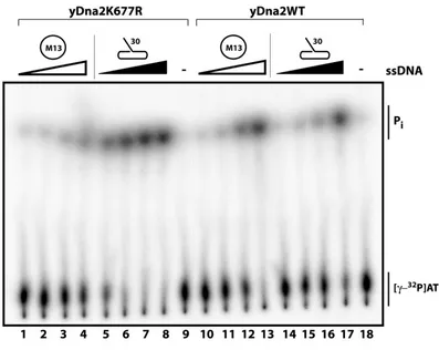 Figure 2.3  DNA ends are required for ATPase Activity.  ATPase assays were performed 