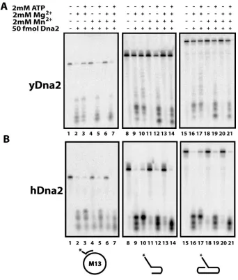 Figure 2.4.  Endonuclease and Exonuclease functions can be separated.  A & B. Nuclease 