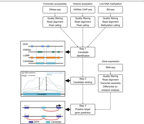 Fig. 2 Overall workflow of this study. First, chromatin accessibility data from DNase-seq, H3K9ac enrichment data from ChIP-seq and DNA methylationdata from BS-seq were analysed individually