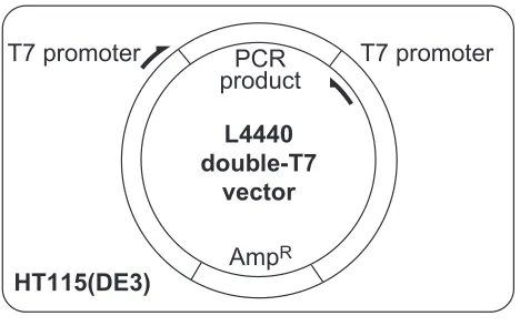 Figure 1L4440 double-T7 vector inside HT115 RNase-deficientE. coli. A fragment from the gene of interest is amplified byPCR and cloned into the L4440 double-T7 vector, which hastwo T7 promoters in inverted orientation flanking themultiple cloning site [4]