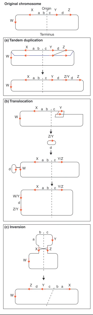 Figure 1Genome rearrangement by homologous recombinationbetween repetitive sequences. A circular bacterial genome isillustrated