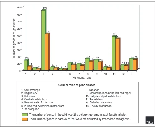 Figure 1The genes of Mycoplasma genitalium categorized according to function and whether or not they were disrupted by transposonmutagenesis