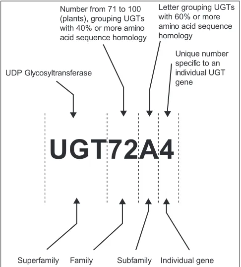 Figure 2Summary of the current UGT superfamily nomenclaturesystem. The diagram illustrates the system currently used toname plant UDP glycosyltransferases