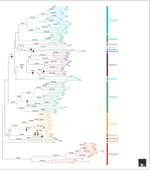 Figure 3Phylogenetic analysis of the Arabidopsis UGT superfamily. Neighbor-joining and parsimony-based analysis of nine conservedamino acid sequences shown in Figure 4 was performed as described previously [7]